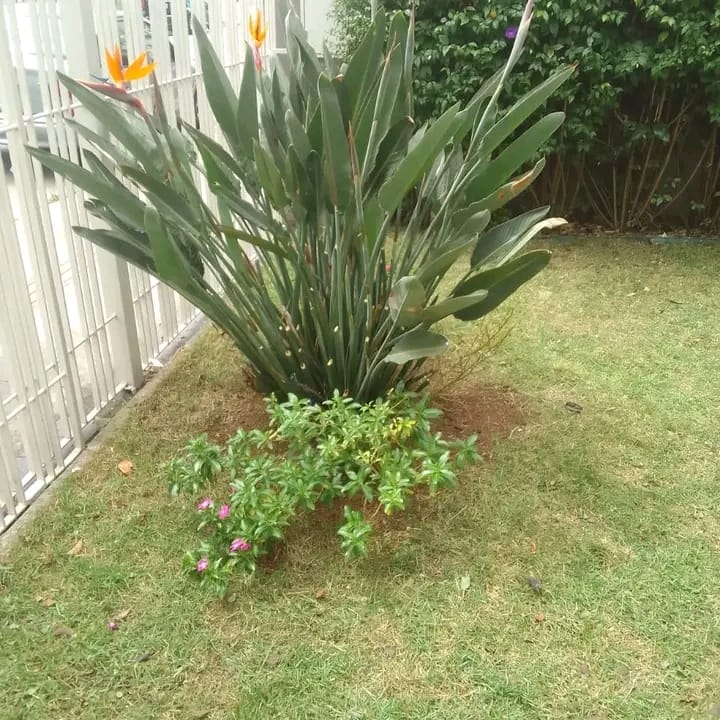 Manutenção de jardim