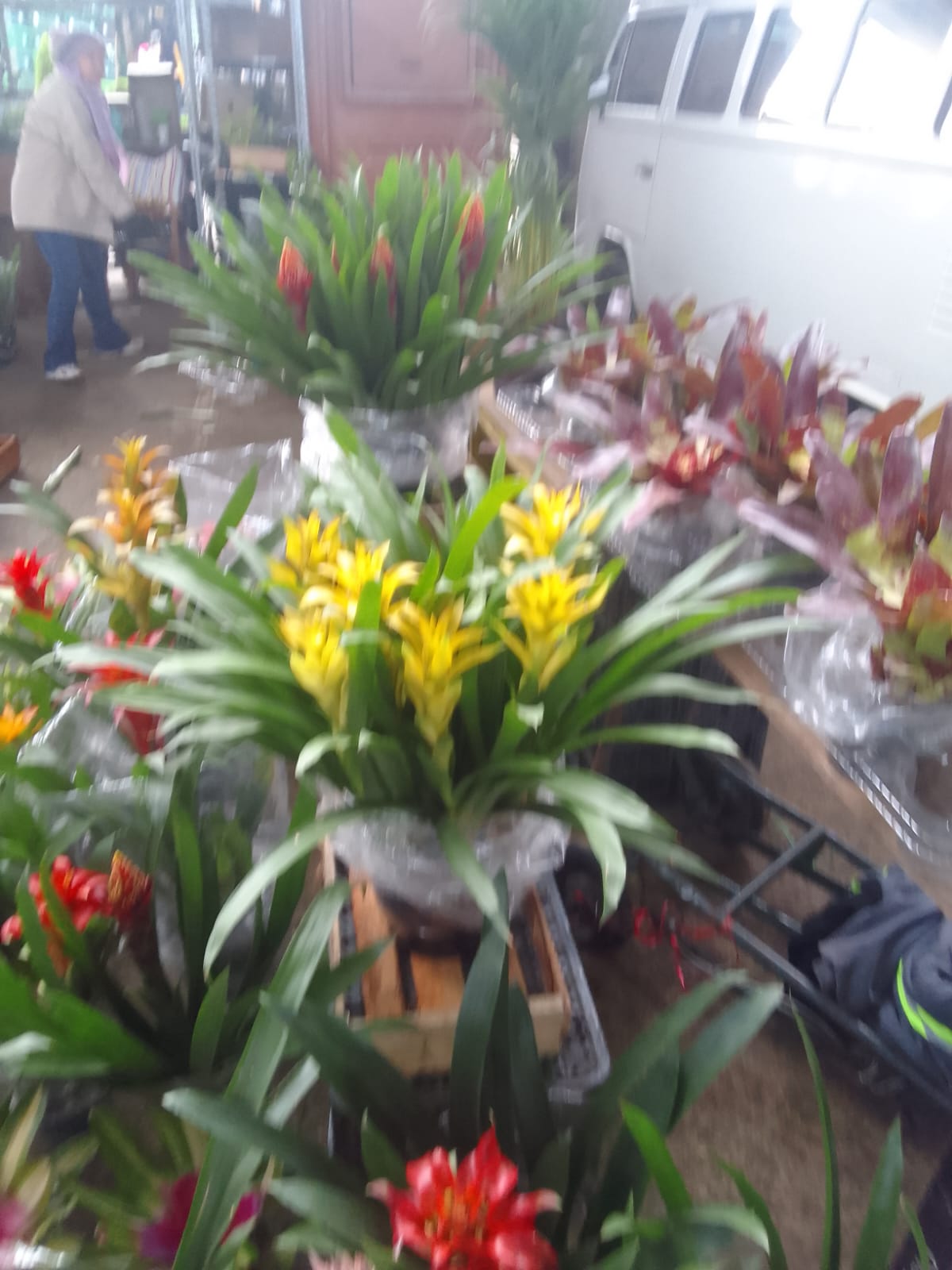 Manutenção de jardim